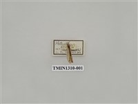 藏品(尺蠖蛾科)的圖片